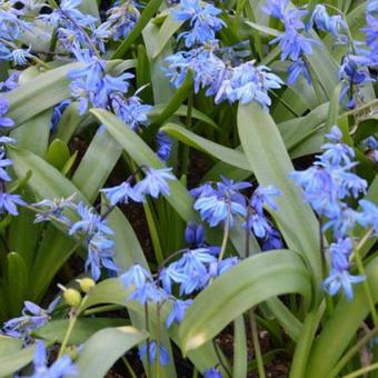 Scilla siberica