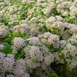 Sedum alboroseum 'Mediovariegatum' - 