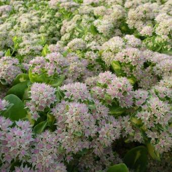 Sedum alboroseum 'Mediovariegatum'