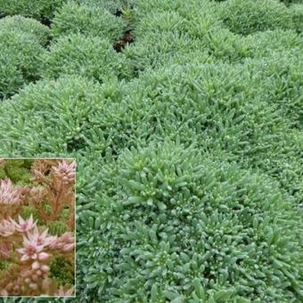 Sedum hispanicum