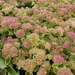 Sedum 'Lajos' - 