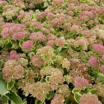 Sedum 'Lajos'