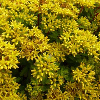 Sedum 'Immergrünchen' - Sedum 'Immergrünchen'