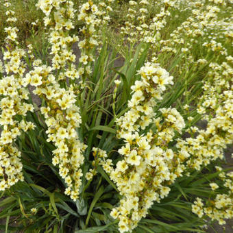 Sisyrinchium striatum