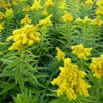 Solidago 'Spätgold' - 