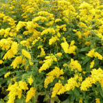 Solidago rugosa - 