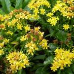 Solidago virgaurea var. minutissima - 