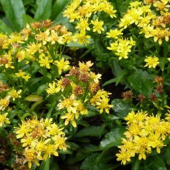 Solidago virgaurea var. minutissima