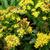 Solidago virgaurea var. minutissima