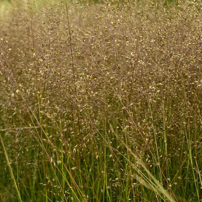 Sporobolus heterolepis 'Cloud' - 