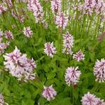 Stachys monieri 'Rosea'