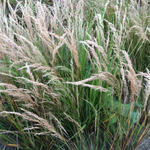 Stipa calamagrostis - Alpen-Raugras