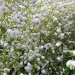 Thalictrum delavayi 'Splendide White' - 