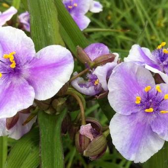 Tradescantia andersoniana 'Bilberry Ice'