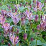 Tricyrtis hirta 'Taiwan Adbane' - 