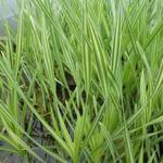 Typha latifolia 'Variegata' - Typha latifolia 'Variegata'