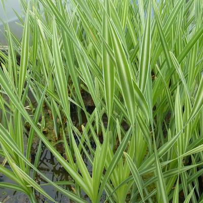 Typha latifolia 'Variegata'