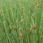 Typha minima - Zwerg-Rohrkolben