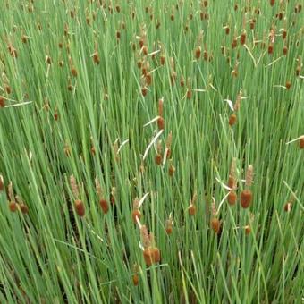 Typha minima