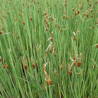 Typha minima - MASSETTE NAINE, PETITE MASSETTE, QUENOUILLE NAINE, QUENOUILLE MINIATURE