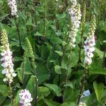 Verbascum nigrum var. album - 