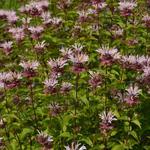 Monarda 'Ou' Charm' - 