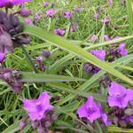 Tradescantia andersoniana 'Concord Grape' - 