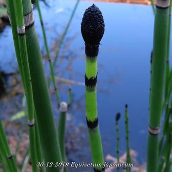 Equisetum japonicum