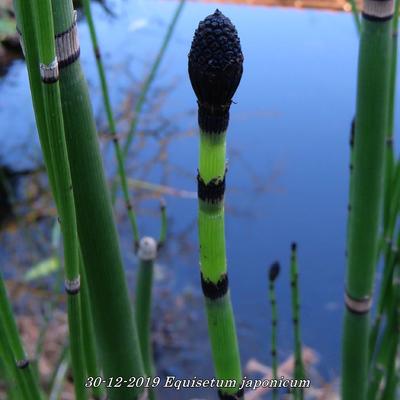 Equisetum japonicum