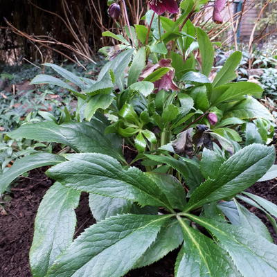 Helleborus orientalis 'VIV Victoria' - 