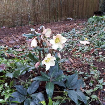 Helleborus x ballardiae HGC 'Camelot'