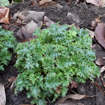 Heuchera 'Apple CRISP'