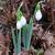 Galanthus elwesii