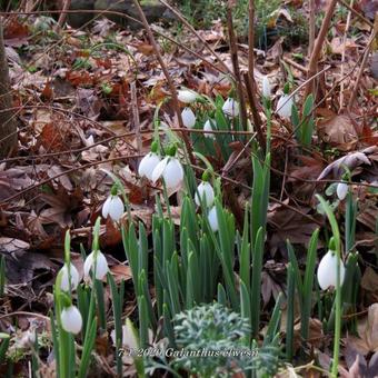 Galanthus elwesii