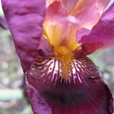 Iris germanica 'Senlac' - Iris germanica 'Senlac'