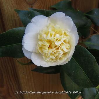 Camellia japonica 'Brushfield's Yellow'