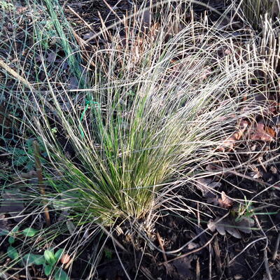 Sporobolus heterolepis 'Wisconsin Strain'