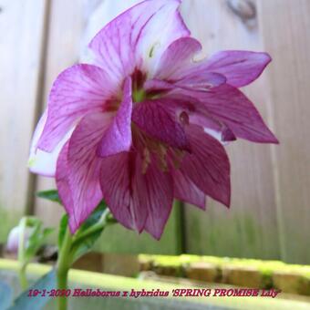 Helleborus x hybridus 'SPRING PROMISE Lily'