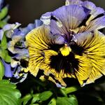 Viola x wittrockiana 'Frizzle Sizzle - 