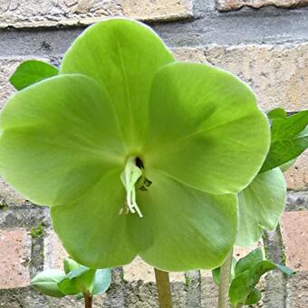 Helleborus FROSTKISS 'Illumi Lime'