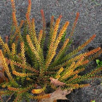 Empetrum nigrum 'Bernstein'