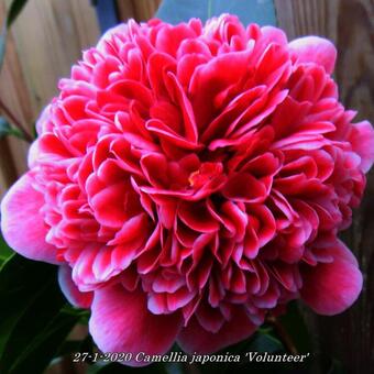 Camellia japonica 'Volunteer'