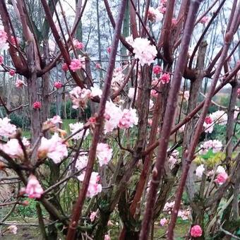 Viburnum x bodnantense