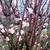 Viburnum x bodnantense