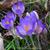 Crocus tommasinianus