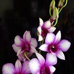 Dendrobium SA-NOOK 'Polar Fire' - 