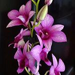 Dendrobium SA-NOOK 'Polar Fire' - 