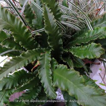 Asplenium scolopendrium 'Angustifolia'