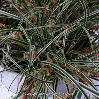 Carex oshimensis 'Everest'