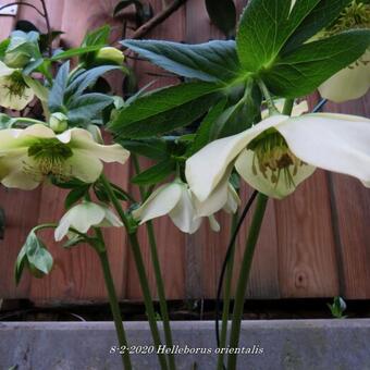 Helleborus orientalis